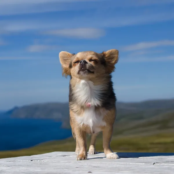 Chihuahua respira aire fresco contra el paisaje del norte de Noruega — Foto de Stock