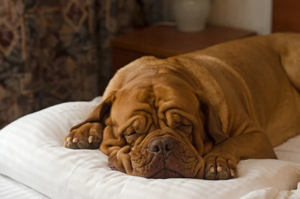 Dogue De Bordeaux durmiendo en la cama — Foto de Stock