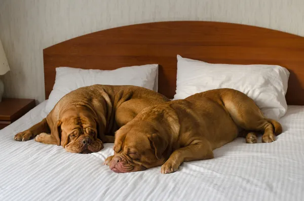 dogue de bordeaux çift yatakta