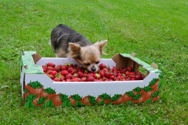 Minik köpek bir kutu çilek ile