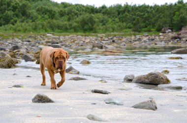 Dogue De Bordeaux walking along the beach, Bodoe, Norway clipart