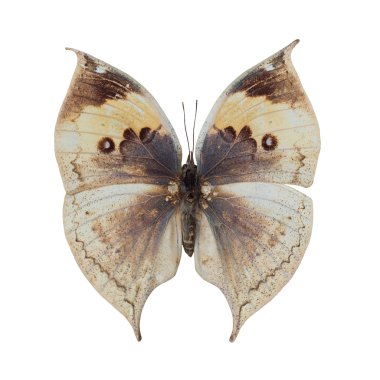 deadleaf kelebek