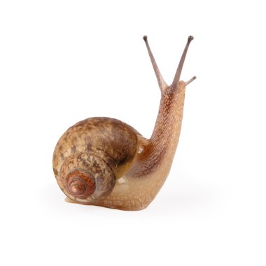 Garden snail is being looked clipart