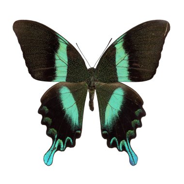 Papilio blumei