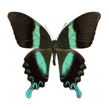 Papilio blumei clipart