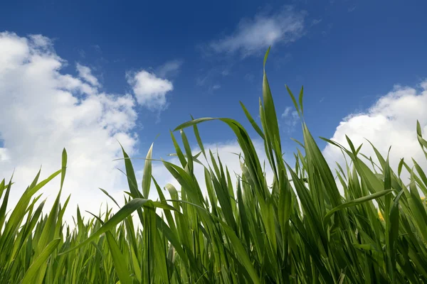 Plántulas de trigo verde en primavera — Foto de Stock