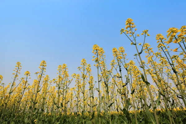 Verkrachting veld — Stockfoto