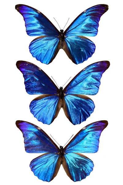 Drei blaue Morphos — Stockfoto