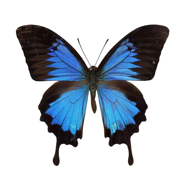 Papilio Ulises — Foto de Stock