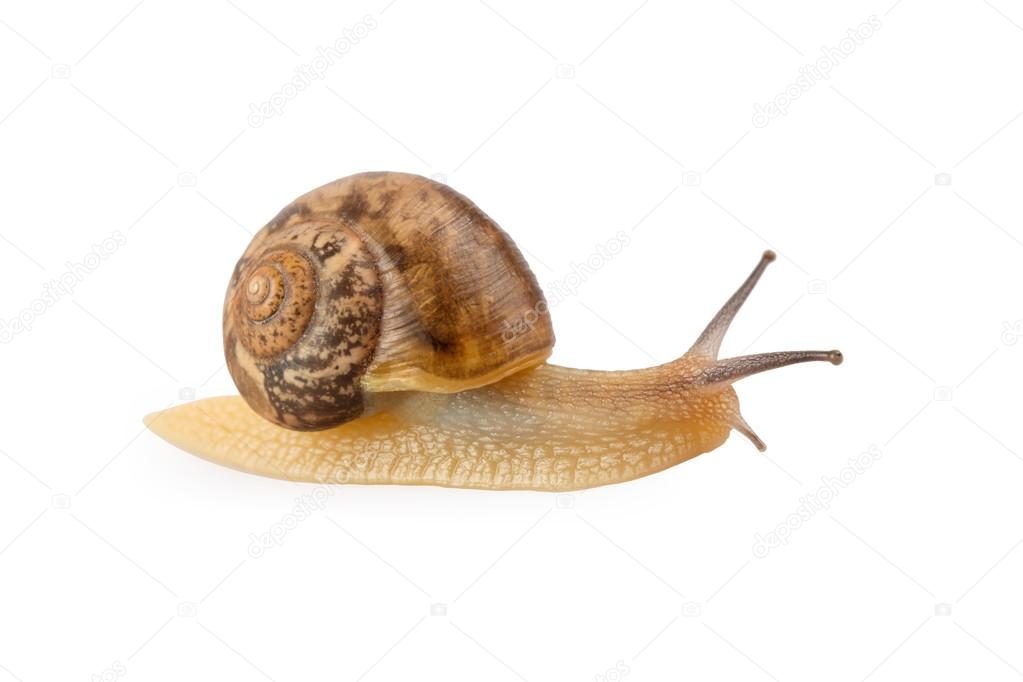 Garden snail crawling