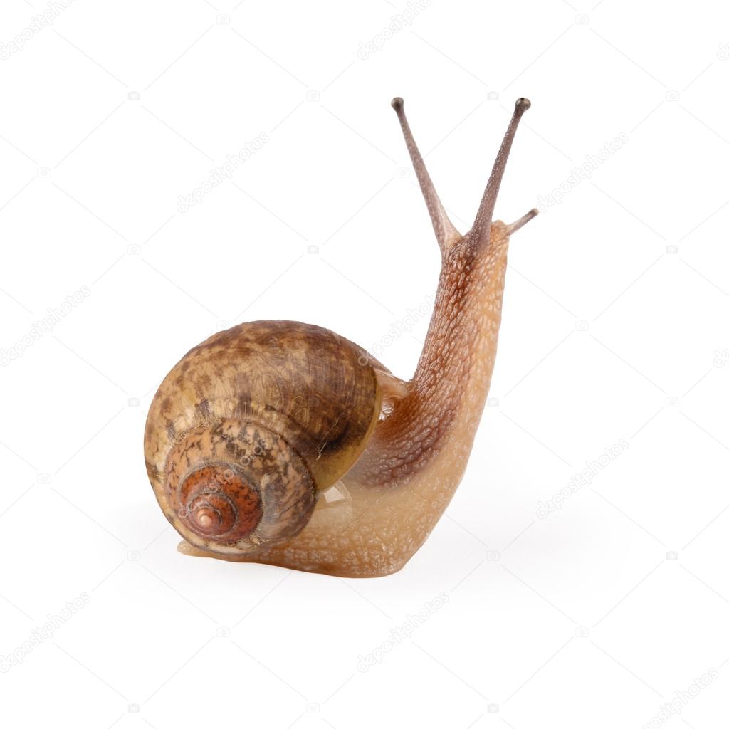 Garden snail is being looked