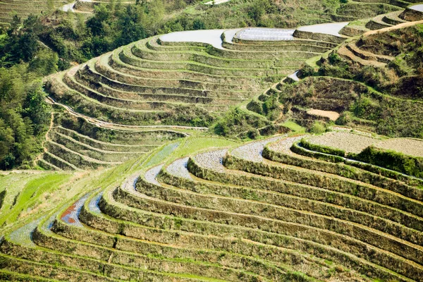 Rice terraces in spring — Stock Photo, Image