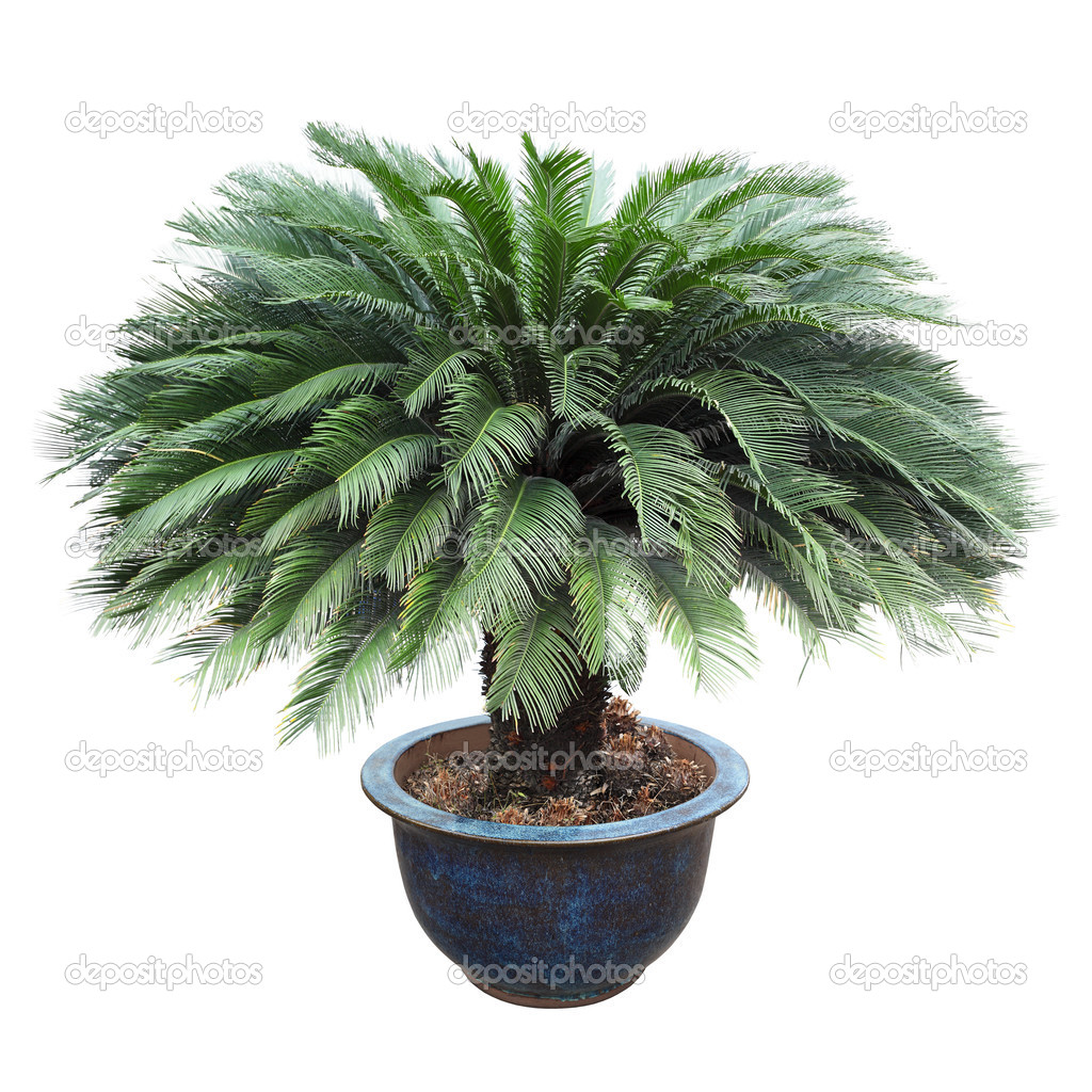 Cycas in the pottery urn