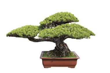 bonsai yeşil çam