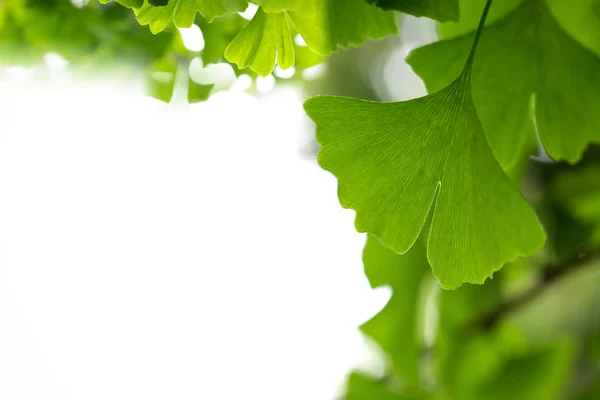 Ginkgo leaf background — Stock Photo, Image