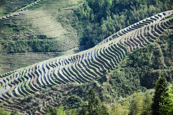 Beautiful terraced fields — Stock Photo, Image