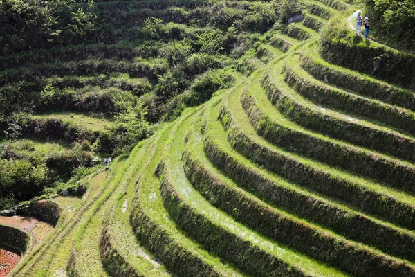 Green terraced field in sunlight — Stock Photo, Image