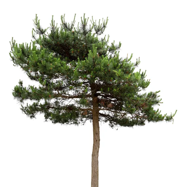 A masson pine — Stock Photo, Image