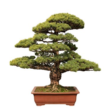 Yeşil bonsai ağacı çam