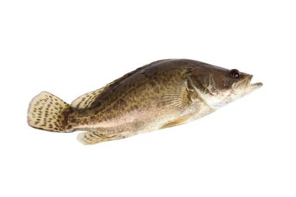 Ryba mandarynkowa — Zdjęcie stockowe
