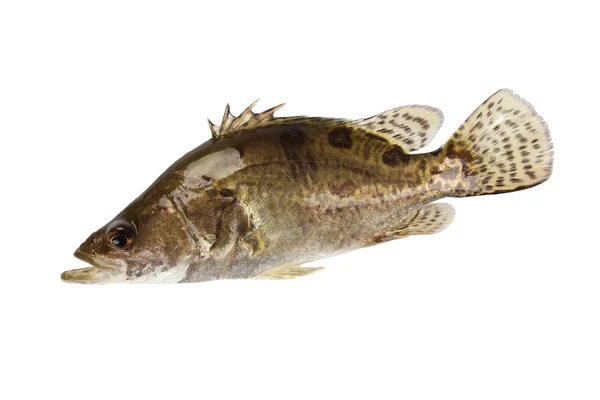 Ryba mandarynkowa — Zdjęcie stockowe