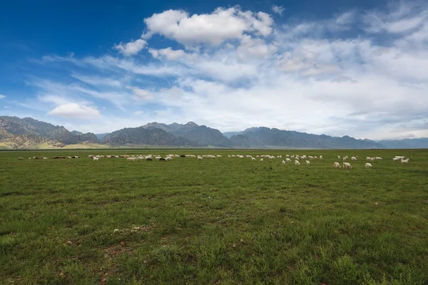 Schapen beslag op grasland onder de blauwe hemel — Stockfoto