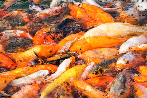 Colorful koi carps — Stock Photo, Image