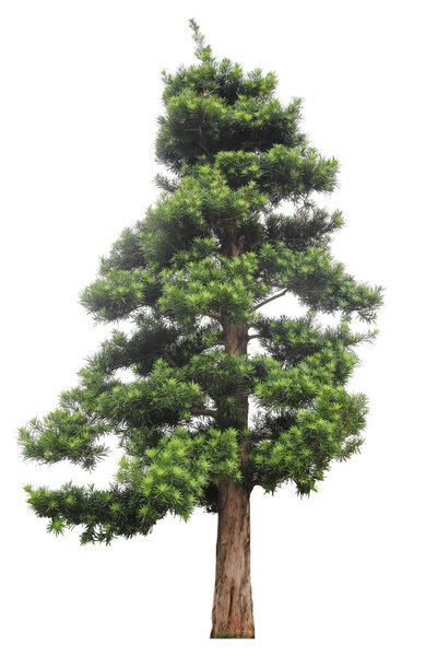 Подокарп изолирован на белом
