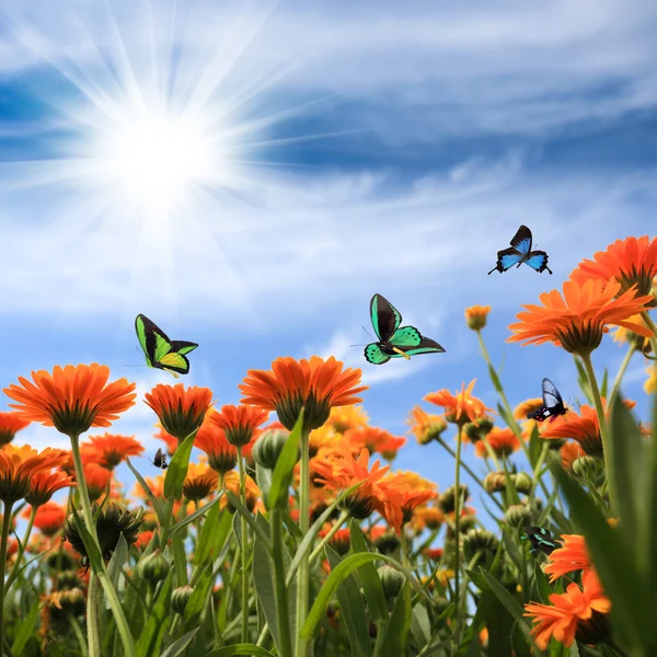 Yellow daisy with butterflies — Stock Photo, Image