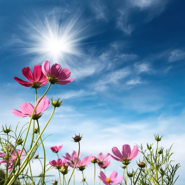 Kosmos květiny pod nebem — Stock fotografie