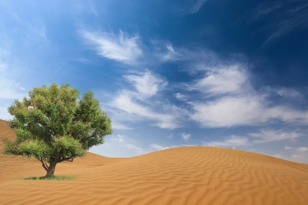 Deserto e albero — Foto Stock