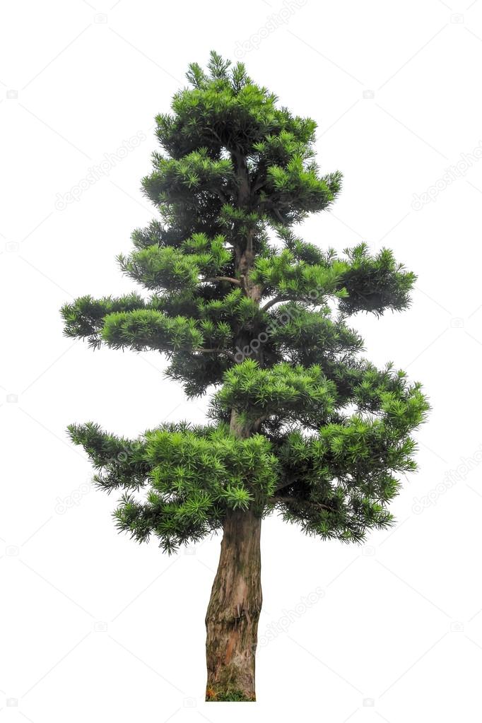 Yew podocarpus