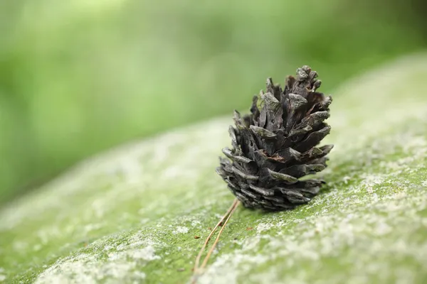 Cono de pino sobre roca — Foto de Stock