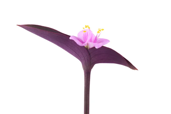 Purple common dayflower — Stock Photo, Image
