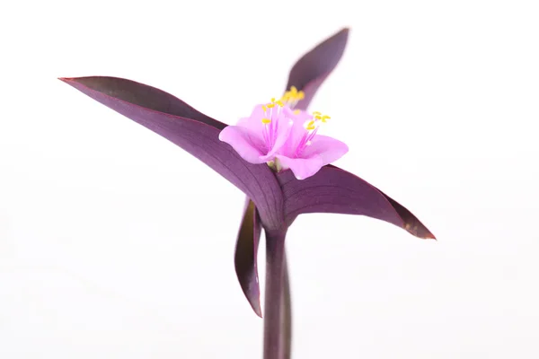 Erba viola fiore del giorno comune — Foto Stock