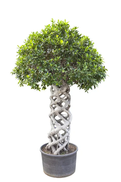 Bonsai da árvore de Banyan — Fotografia de Stock