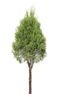 Cypress tree isolated on white stock vector