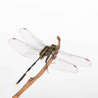 yusufçuk dalda dinlenme