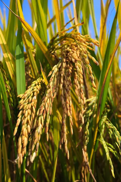 Reis ernten — Stockfoto