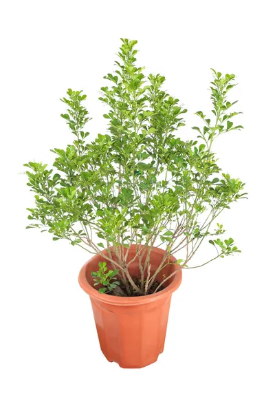 Aglaia odorata plant — Stock Photo, Image