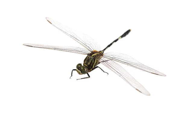 Dragonfly ізольовані — стокове фото