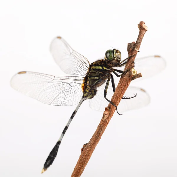 Dragonfly resting — Stock Photo, Image