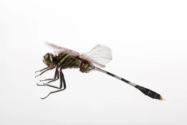 Dragonfly політ — стокове фото