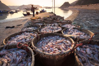Puerto de pesca en la mañana