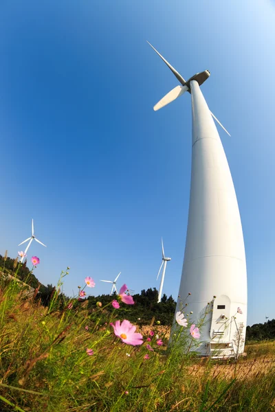 Wind power with beautiful coreopsis flower — Stock Photo, Image