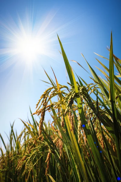 Arroz de arroz bajo el sol — Foto de Stock