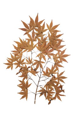 izole akçaağaç sulak