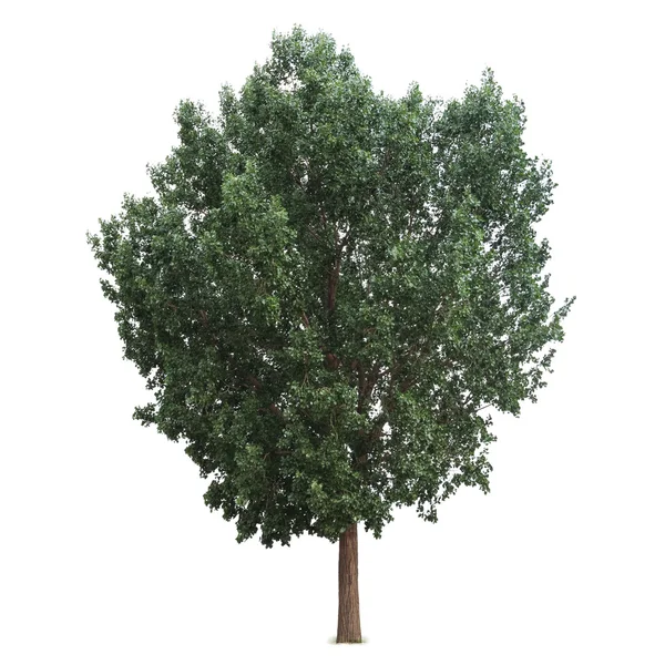 Drzewo izolowane — Zdjęcie stockowe