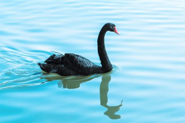 black swan clipart