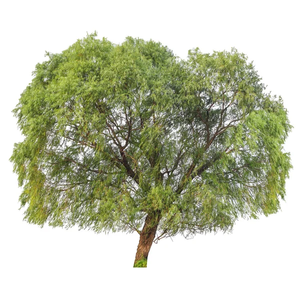 A big poplar tree isolated — Stock Photo, Image